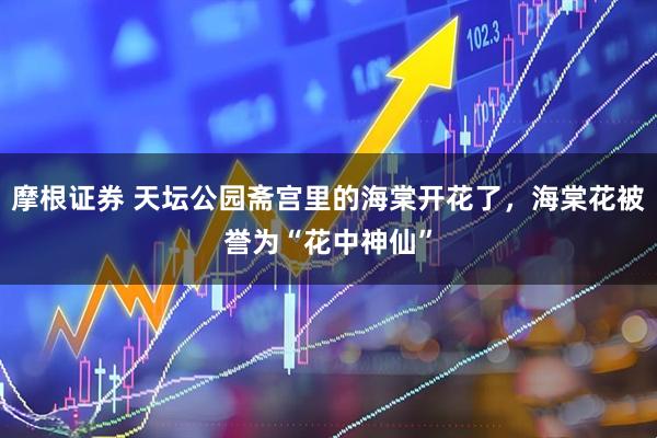 摩根证券 天坛公园斋宫里的海棠开花了，海棠花被誉为“花中神仙”